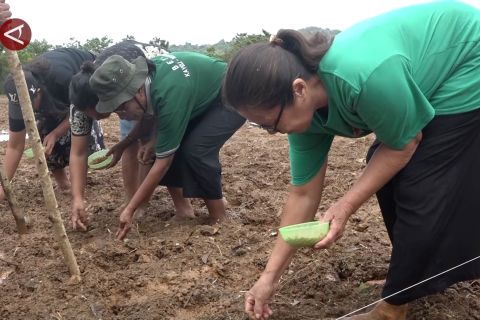 BRMP siapkan 586 penyuluh pertanian untuk damping petani di Maluku