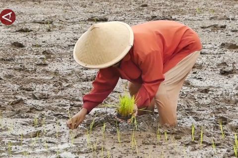 Pemkab Temanggung dukung ketahanan pangan melalui tanam padi dua musim