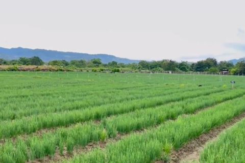 Palu kembangkan bawang merah di kawasan eks likuefaksi Petobo