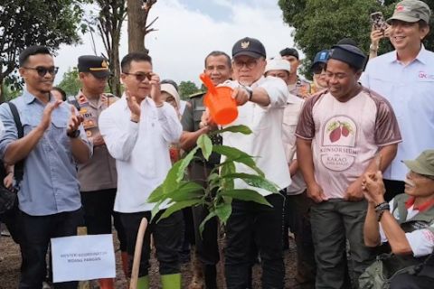 Wujudkan swasembada cokelat, pemerintah dorong perkebunan kakao rakyat