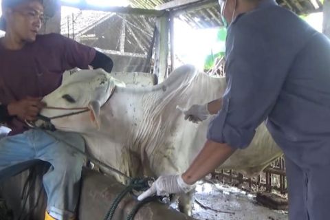 Vaksinasi dan disinfeksi diperluas untuk tekan PMK di Sleman