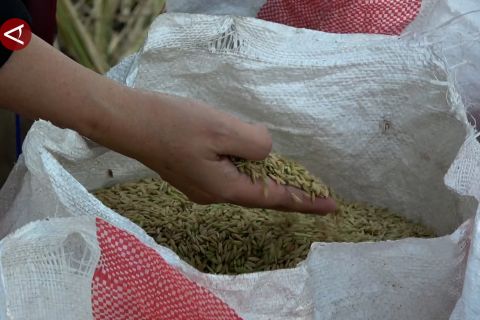 Bulog Sumsel Babel serap 141.465 ton gabah sepanjang 2025