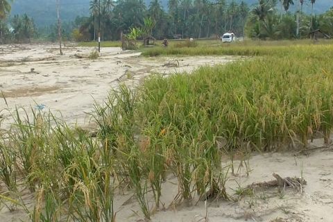 Tapsel kelompokkan lahan terdampak bencana dalam tiga kategori
