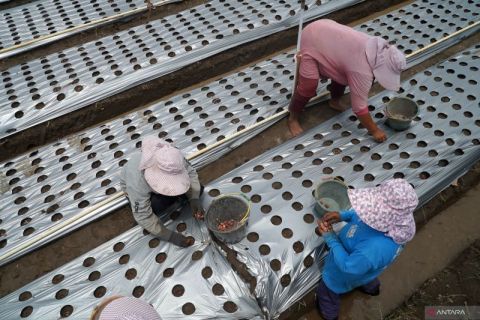 Tanam bawang merah sistem bedengan mulsa plastik