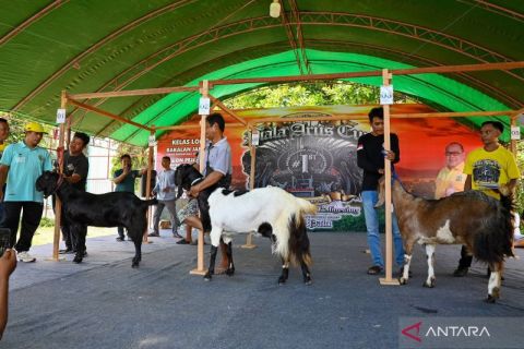 Uniknya kontes ternak kambing di Palu