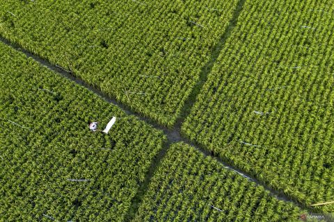 BPS proyeksi produksi padi nasional triwulan I capai 10,16 juta ton beras