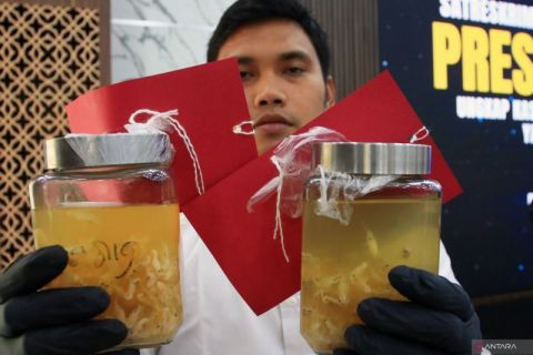 Sebanyak 85.750 benih lobster senilai Rp4,3 miliar gagal diselundupkan ke Singapura