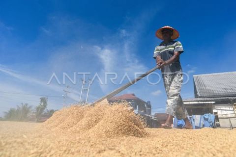 Produksi gabah kering panen Sumatera Barat sepanjang 2025