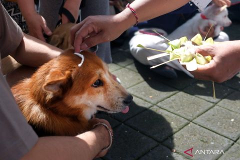 Wujud sayang hewan melalui upacara Tumpek Uye di Bali