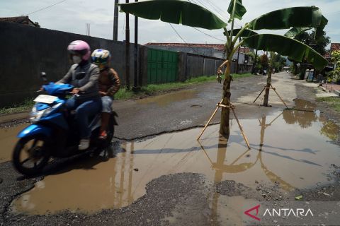 Protes Jalan rusak, warga tanam pohon pisang di tengah jalan