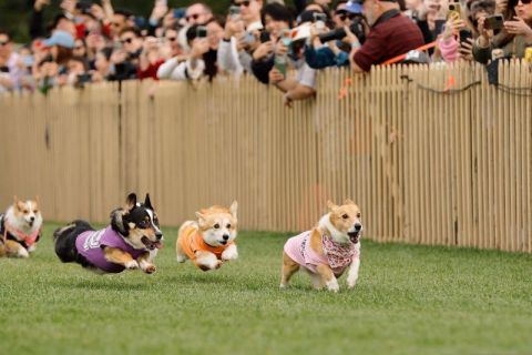 Balapan Corgi bikin heboh! aksi lucu nan kompetitif di Santa Anita Park California