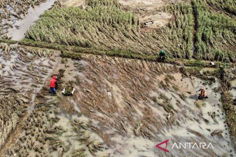 Banjir rendam 200 hektare lahan pertanian di Kabupaten Ciamis