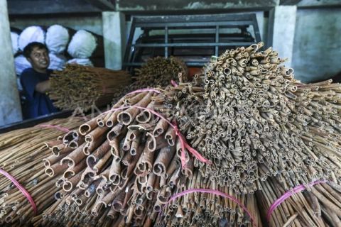 Usaha kulit kayu manis manis mulai pulih pascabencana