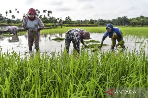 Percepatan lahan sawah dilindungi dimulai Maret 2026, cek 12 provinsi sasarannya