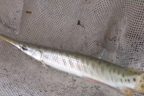 Ancam kerusakan ekosistem sungai, Pemkab Bantul musnahkan ikan invasif