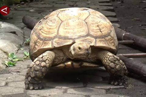 Menilik Kampung Satwa yang berkembang di tengah pemukiman warga
