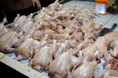 Sempat tembus Rp45 ribu, Mendag: Kenaikan harga ayam bukan karena MBG