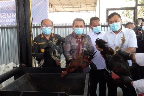 Ayam dan kambing ilegal asal Thailand dimusnahkan di Kualanamu