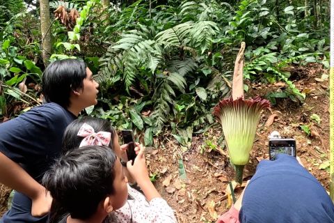 Bunga bangkai mekar di Kebun Raya Bogor usai penantian 12 tahun