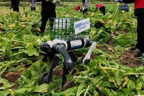 Drone dan robot anjing bantu petani panen sawi di China