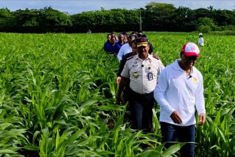 Ketahanan pangan di kebun SAE, Wagub NTT apresiasi Lapas IIA Kupang