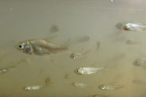 Lestari ikan lokal! Warga Jember lepas 6.000 ekor ikan tawes ke sungai