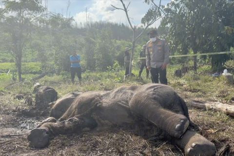 Pemerintah gencarkan patroli sapu jerat di Tesso Nilo