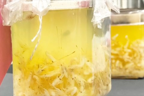 Polres Soetta cegah penyelundupan benih lobster senilai Rp4,2 Miliar