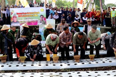 Ribuan hektare lahan di Temanggung potensial untuk bawang merah