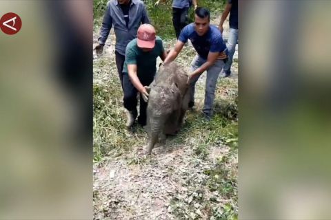 BBKSDA Riau evakuasi anak gajah terperosok tangki septik