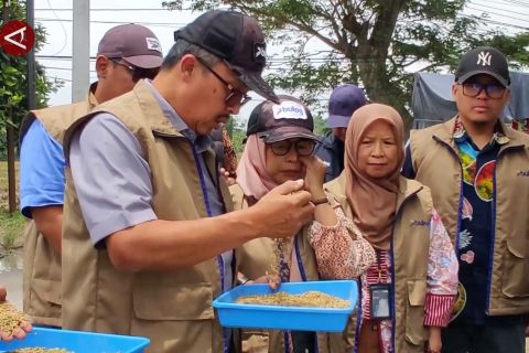 Bulog serap gabah petani terdampak banjir di Grobogan