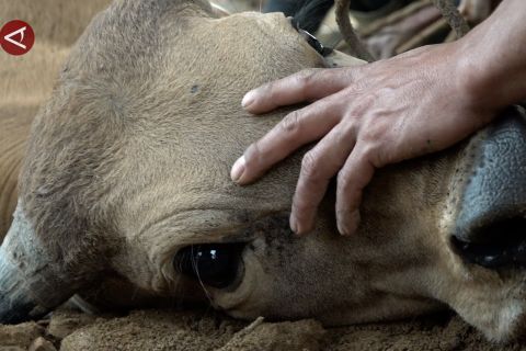 Sapi bantuan presiden bagi penyintas bencana  di Toweren Aceh Tengah