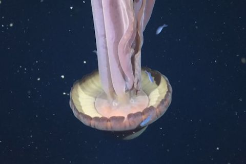 Ubur-ubur hantu langka terlihat di laut dalam Argentina