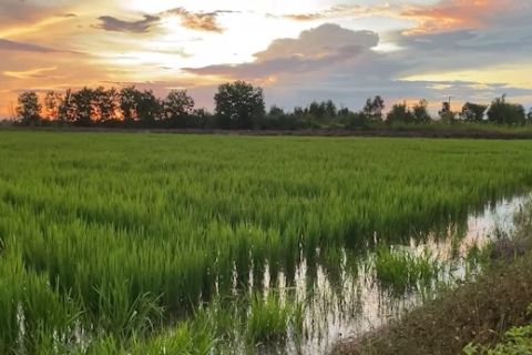 Pemulihan 12 ribu hektare lahan pertanian Kalsel yang terendam banjir
