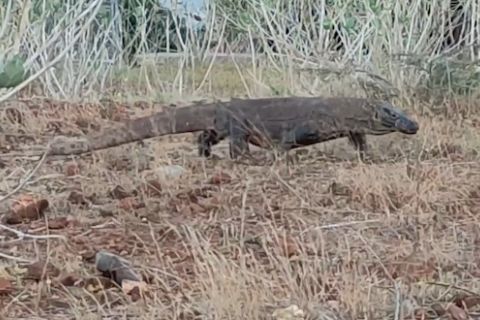 Komodo masuk daftar merah punah, pemerintah perkuat perlindungan