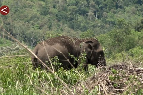 Kehidupan gajah di tengah bayang-bayang bencana