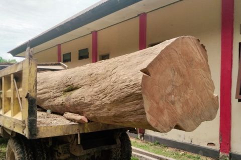 Truk bermuatan kayu jati diamankan di kawasan konservasi Sultra