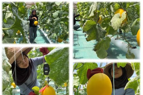 Petani milenial kembangkan melon hidroponik di kawasan perumahaan