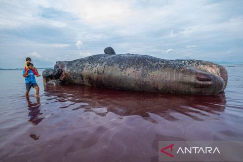 Stranded sperm whale in Kolaka handled with sinking method