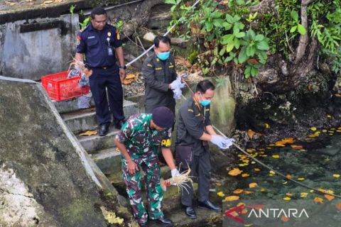 BKHIT lepas liarkan sembilan lobster bertelur di Manokwari