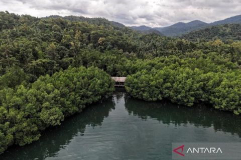 Bukan sekadar hutan biasa, mangrove Sultra ini bisa jadi proyek karbon biru Indonesia di dunia