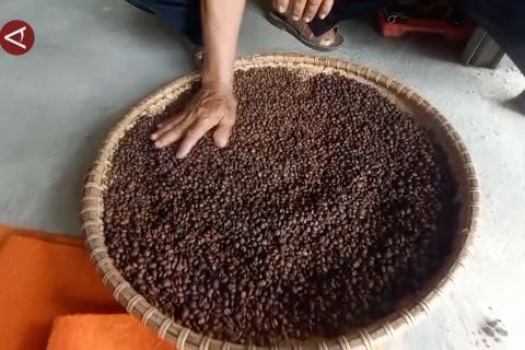 Kalsel perkuat pengembangan kopi lokal melalui Bangkodin