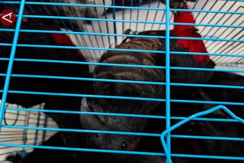 Karantina gagalkan penyelundupan 25 burung dilindungi di Jayapura