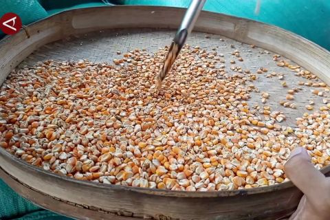 Siapkan SPHP Jagung, Bulog Sulselbar target serap 150.000 ton jagung