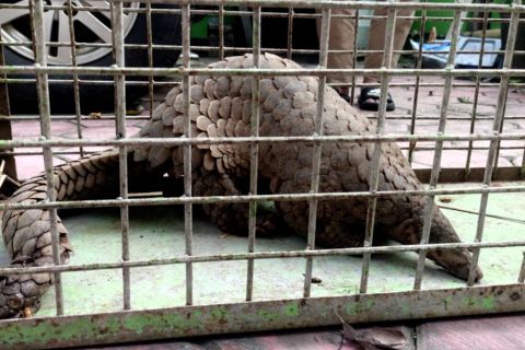 BPBD Jember evakuasi Trenggiling Jawa di lokasi terdampak banjir