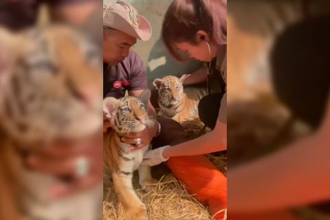 Kematian anak harimau di Bandung Zoo akibat infeksi virus