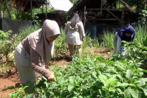 Lumbung Pangan Kedua solusi keterbatasan lahan pertanian di Sleman