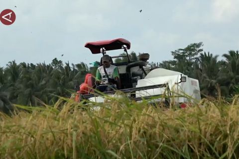 Modernisasi pertanian dorong produktivitas dan regenerasi petani