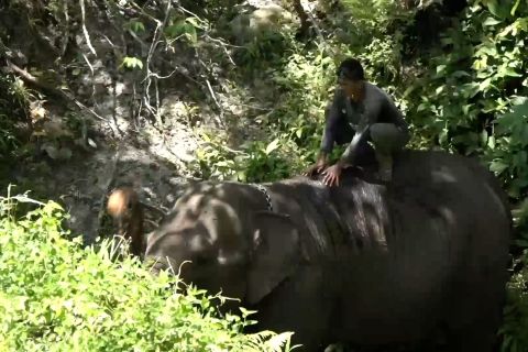 Pemerintah bangun pagar di Way Kambas cegah konflik gajah dengan warga