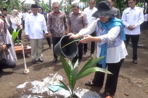 Pemkab Sleman galakkan penanaman kelapa jadi komoditas unggul daerah